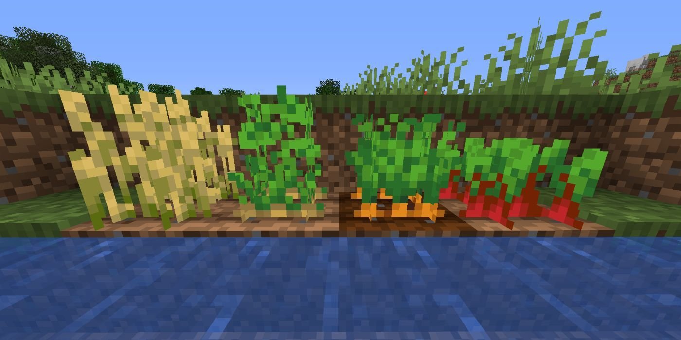 Minecraft wheat, potato, carrot and beetroot.