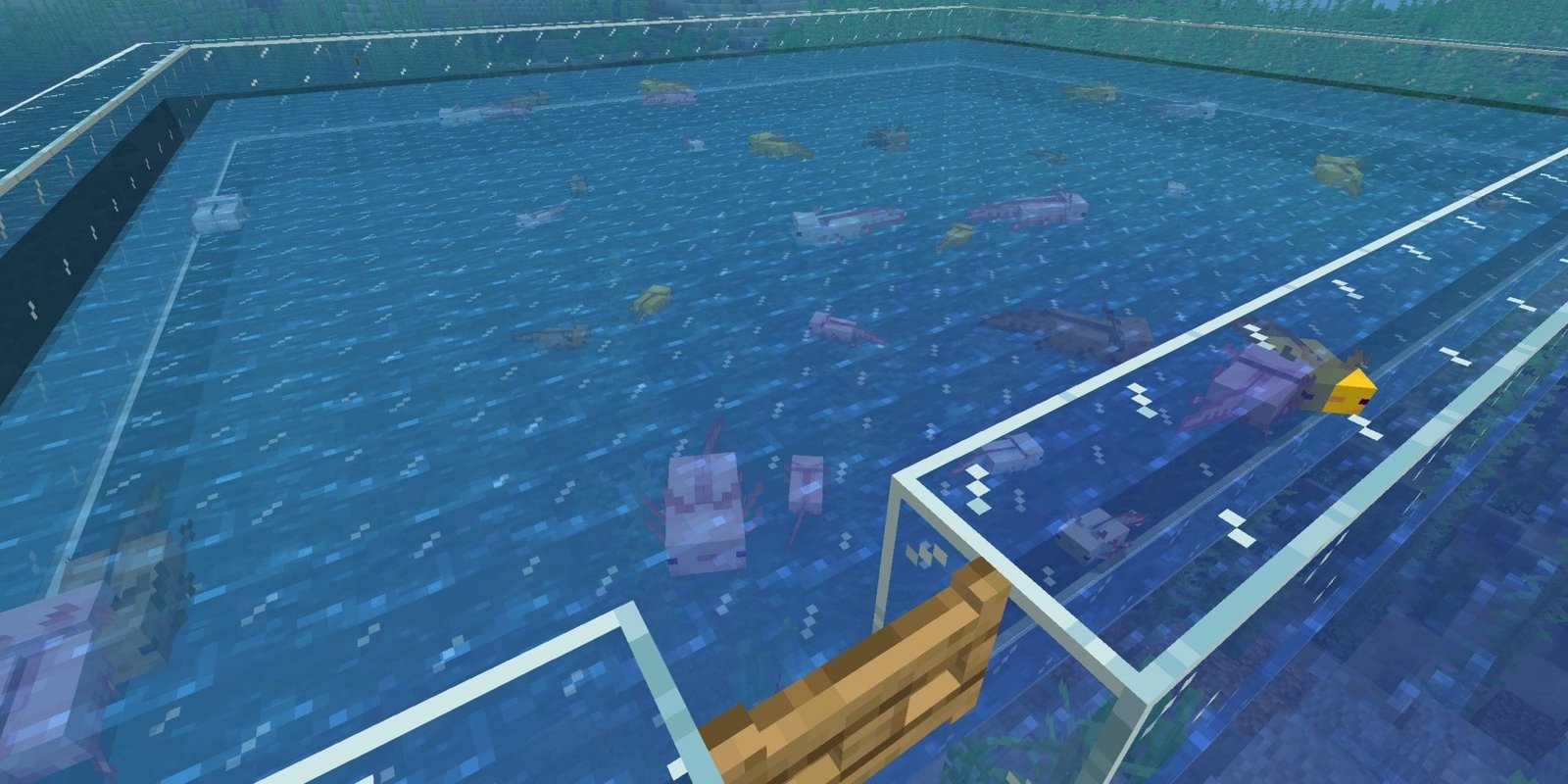 Axolotl contained within a Breeding Pool.