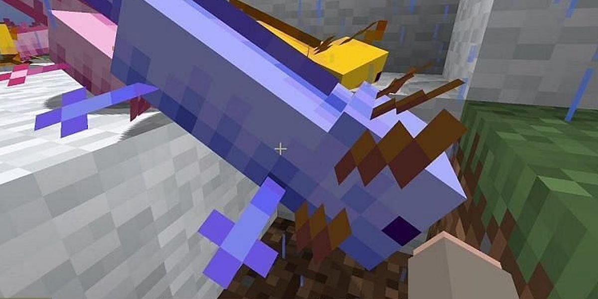 A blue Axolotl swimming around in Minecraft. 