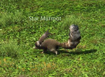 Final Fantasy 14 Star Marmot