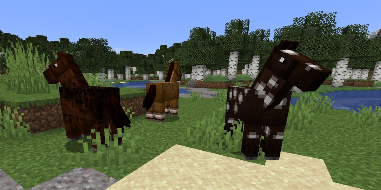 three horses standing on grass area
