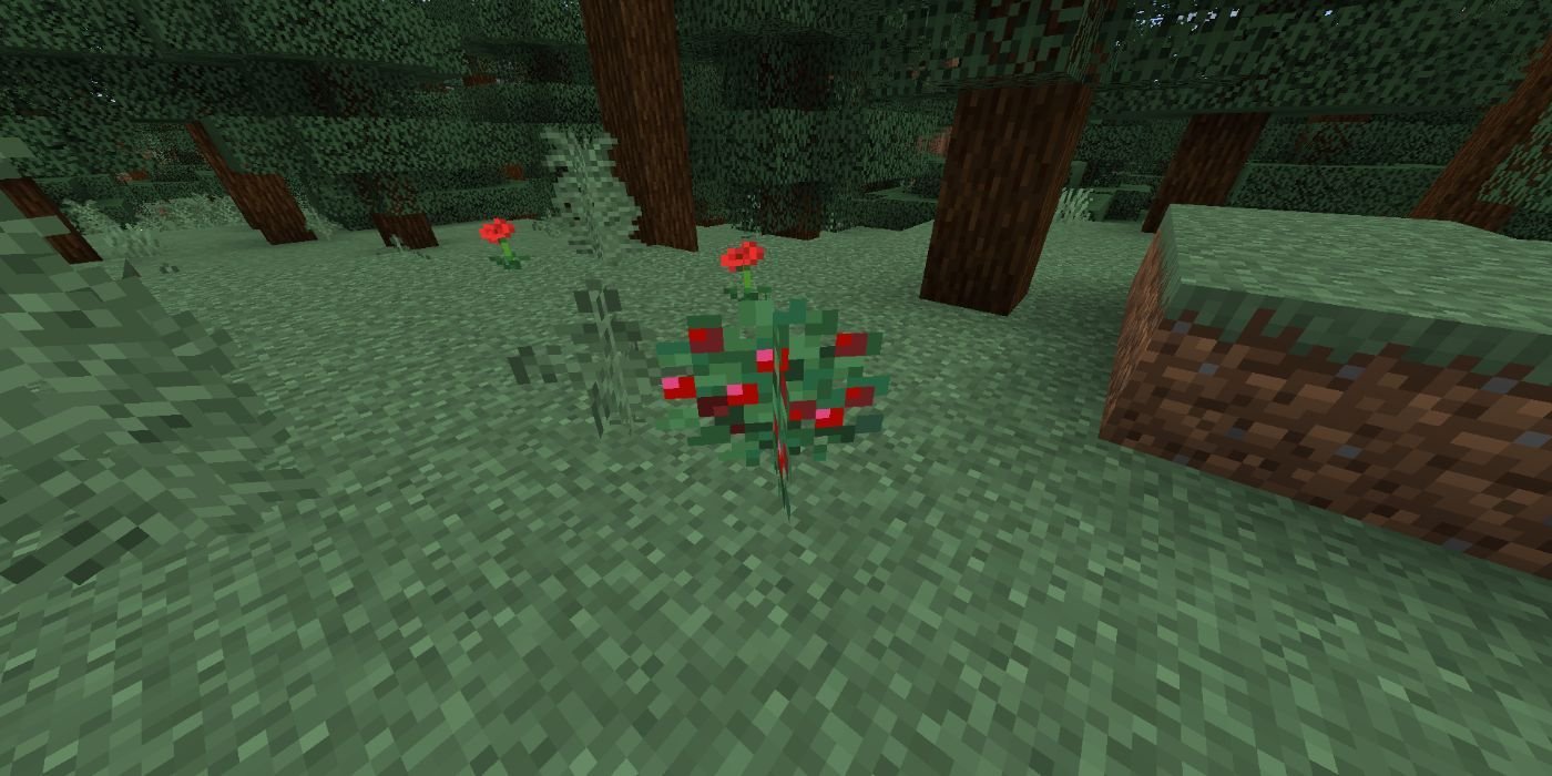 Minecraft sweet berry bush