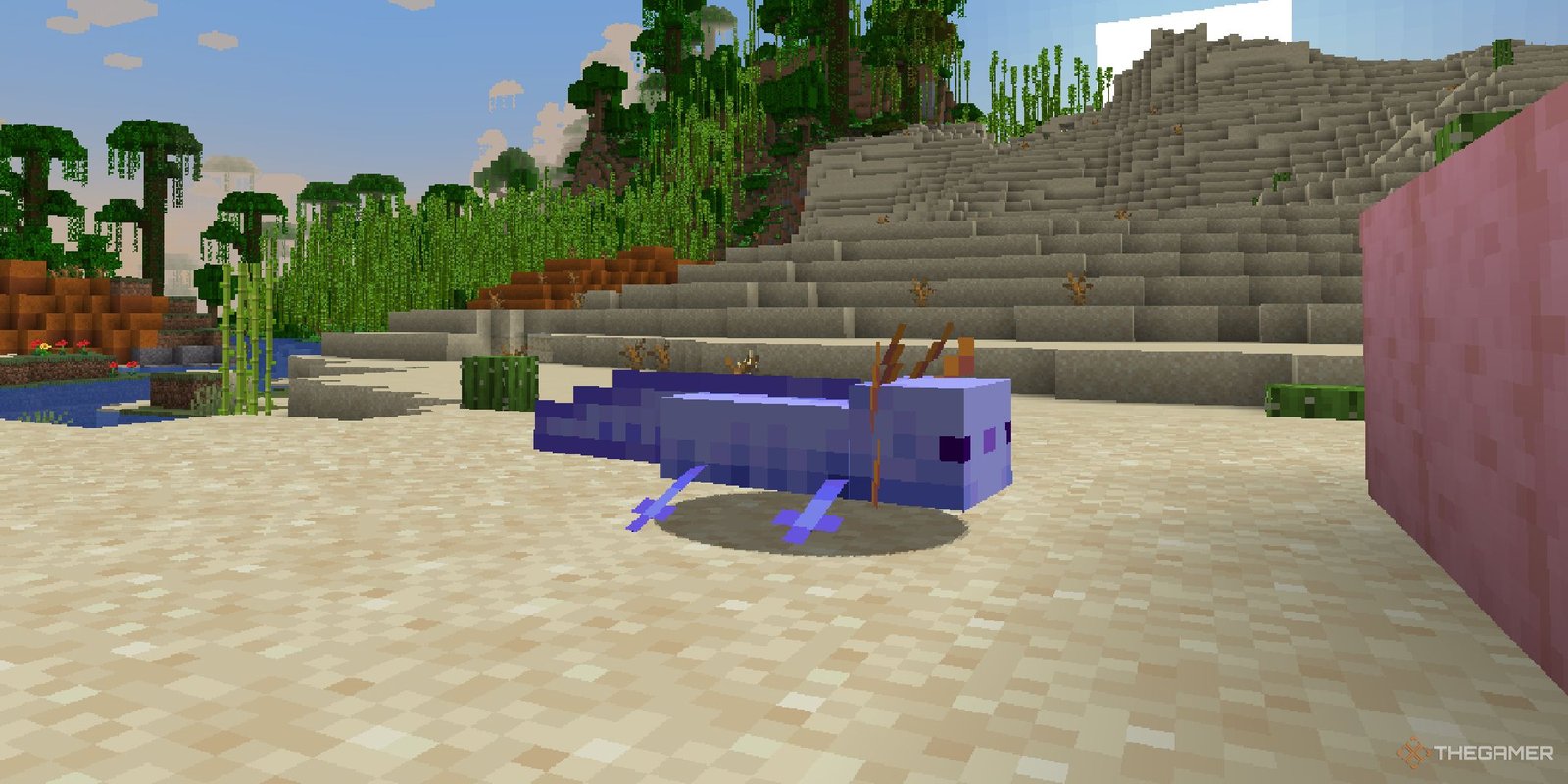 A blue axolotl in Minecraft walking across a beach. 